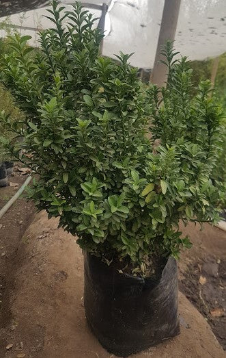 EVONIMO VERDE ENANO - EUONYMUS MYCROPHILLA  20 A 30 CM