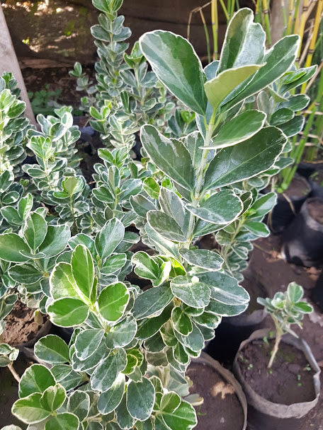 EVONIMO FORTUNEII - EUONYMUS FORTUNEI 50 A 1,20M