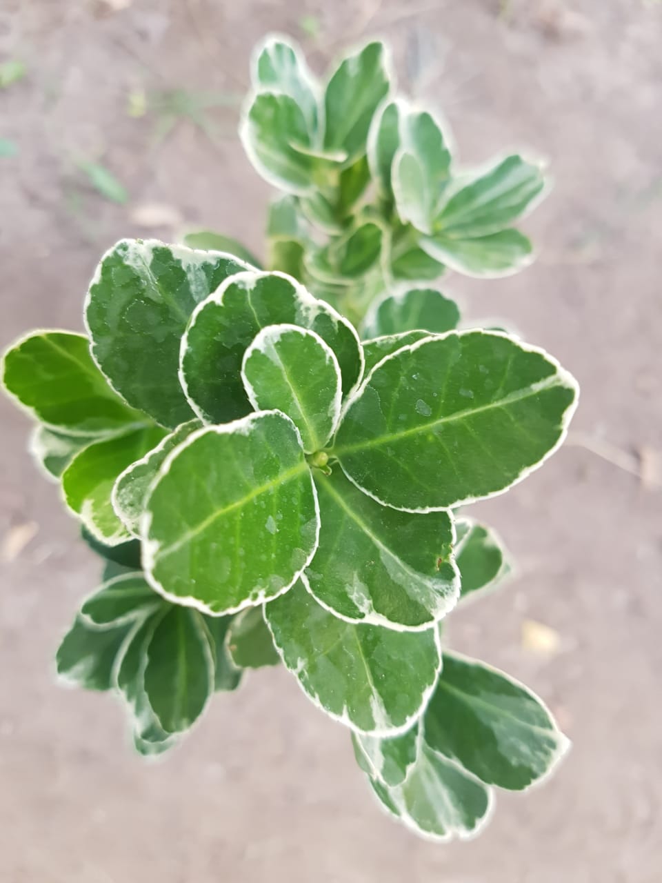 EVONIMO FORTUNEII - EUONYMUS FORTUNEI 50 A 1,20M