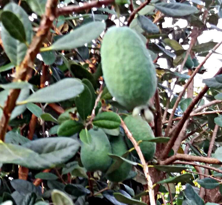 FEIJOA 1,60