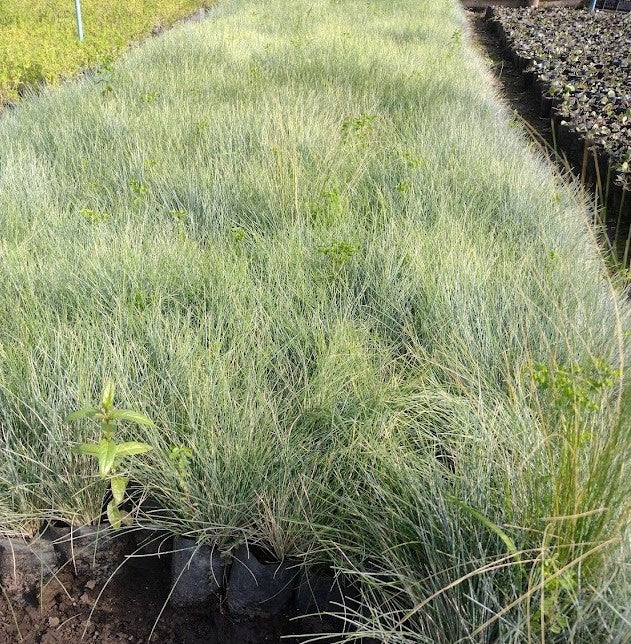FESTUCA GLAUCA