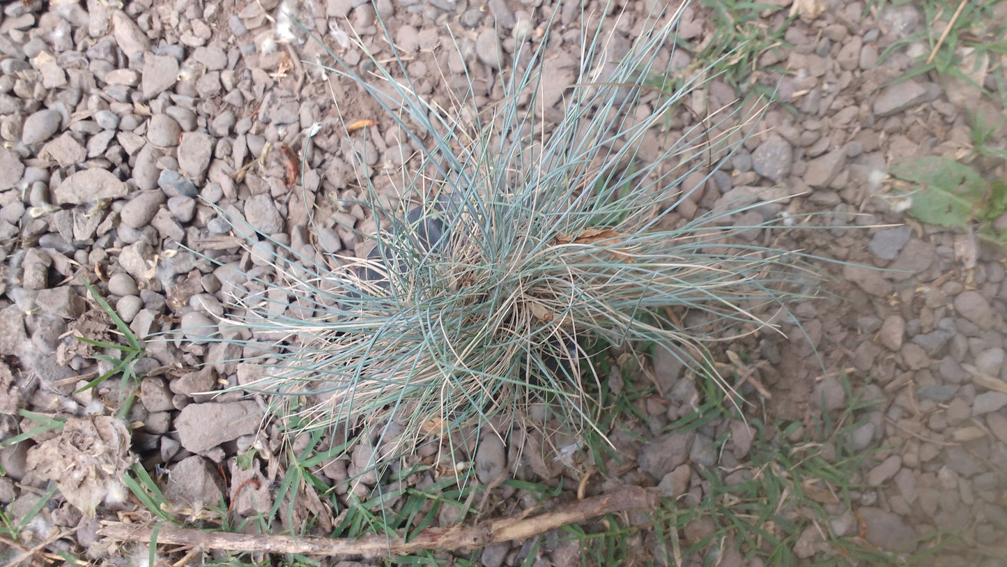 FESTUCA GLAUCA