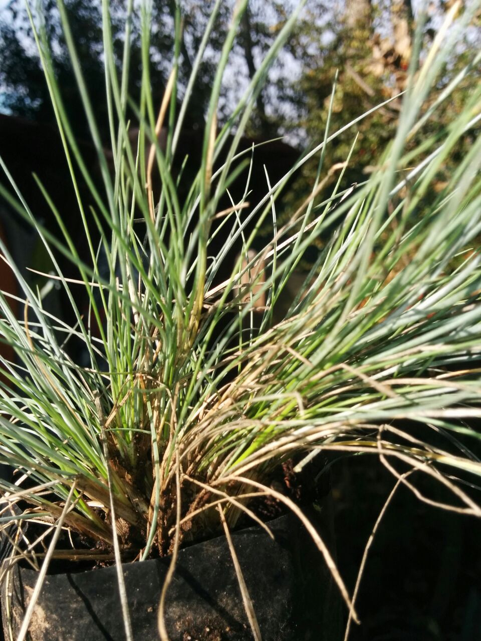 FESTUCA GLAUCA