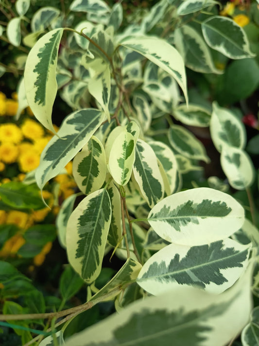 FICUS VARIEGADO - FICUS BENJAMINA VARIEGADO   0,40 A 0,50