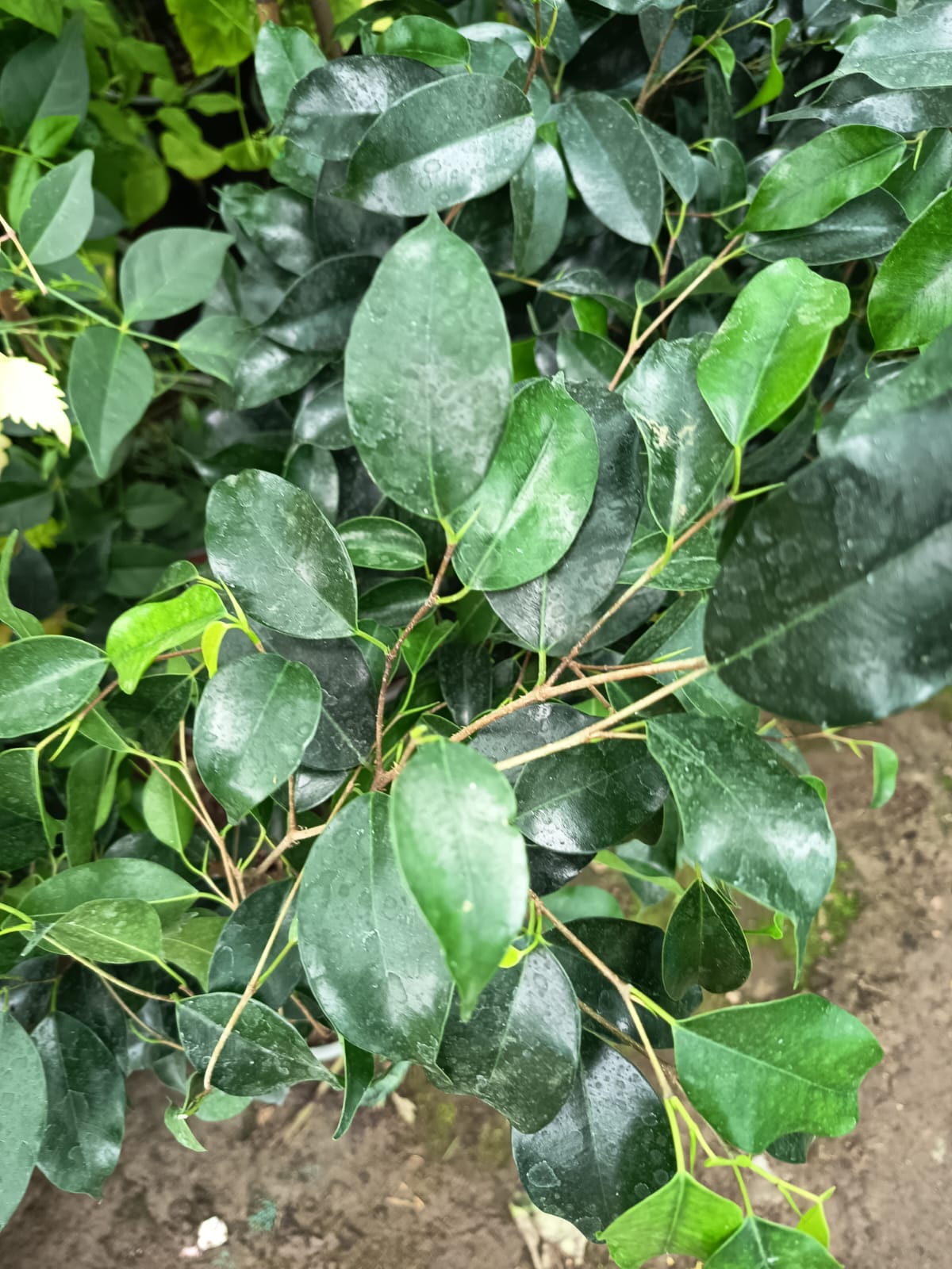 FICUS VERDE - FICUS BENJAMINA 0,40 A 0,50
