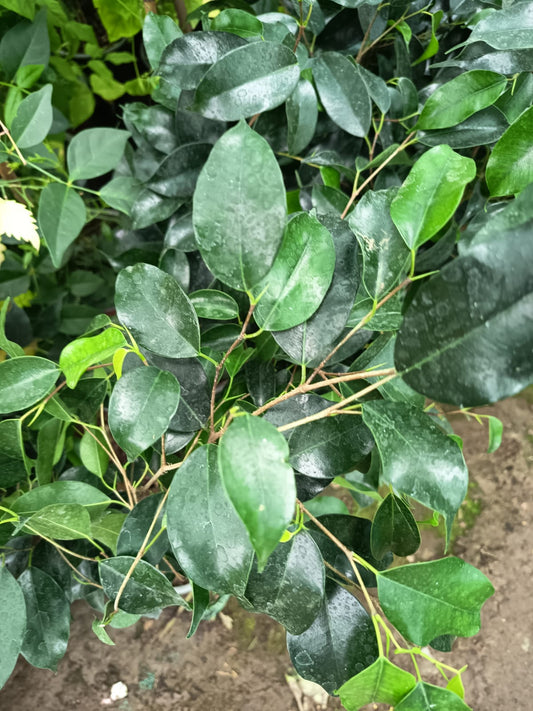 FICUS VERDE - FICUS BENJAMINA 0,40 A 0,50