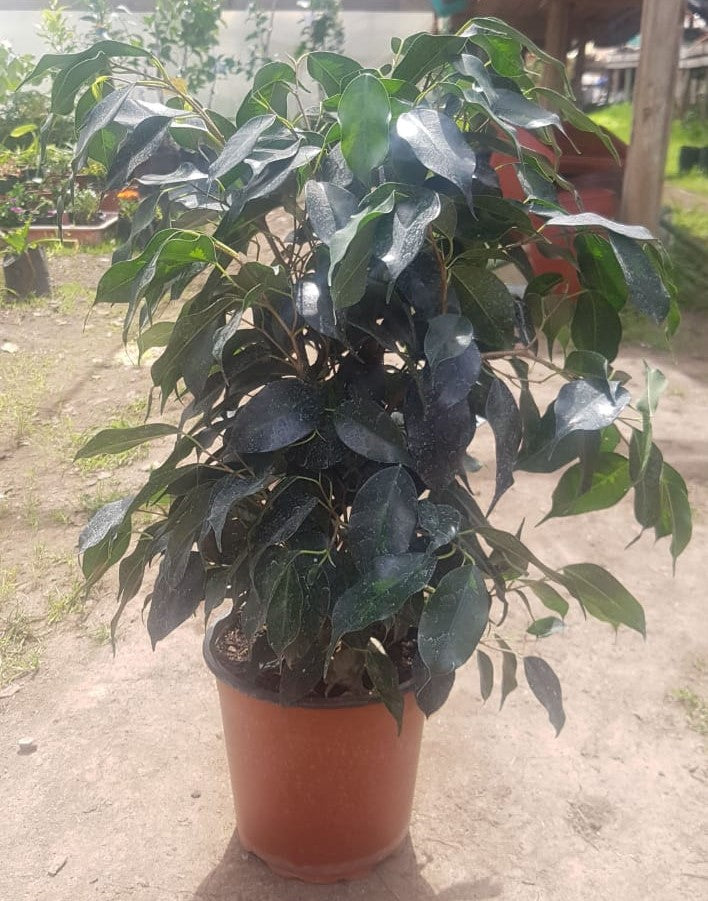 FICUS VERDE - FICUS BENJAMINA 0,40 A 0,50