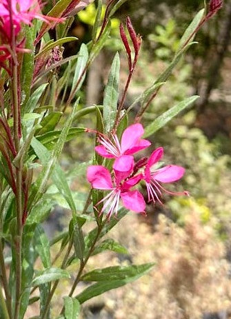GAURA LINDHEIMERI - ROSADA