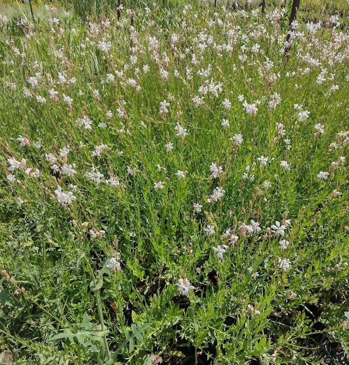 GAURA LINDHEIMERI - BLANCA