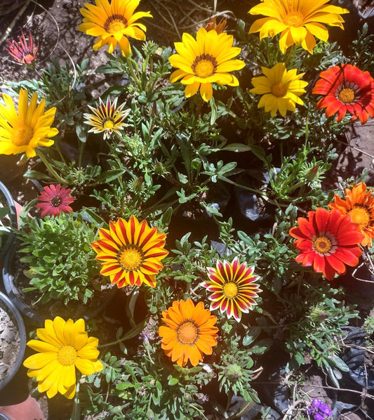 GAZANIAS - GAZANIAS SP.