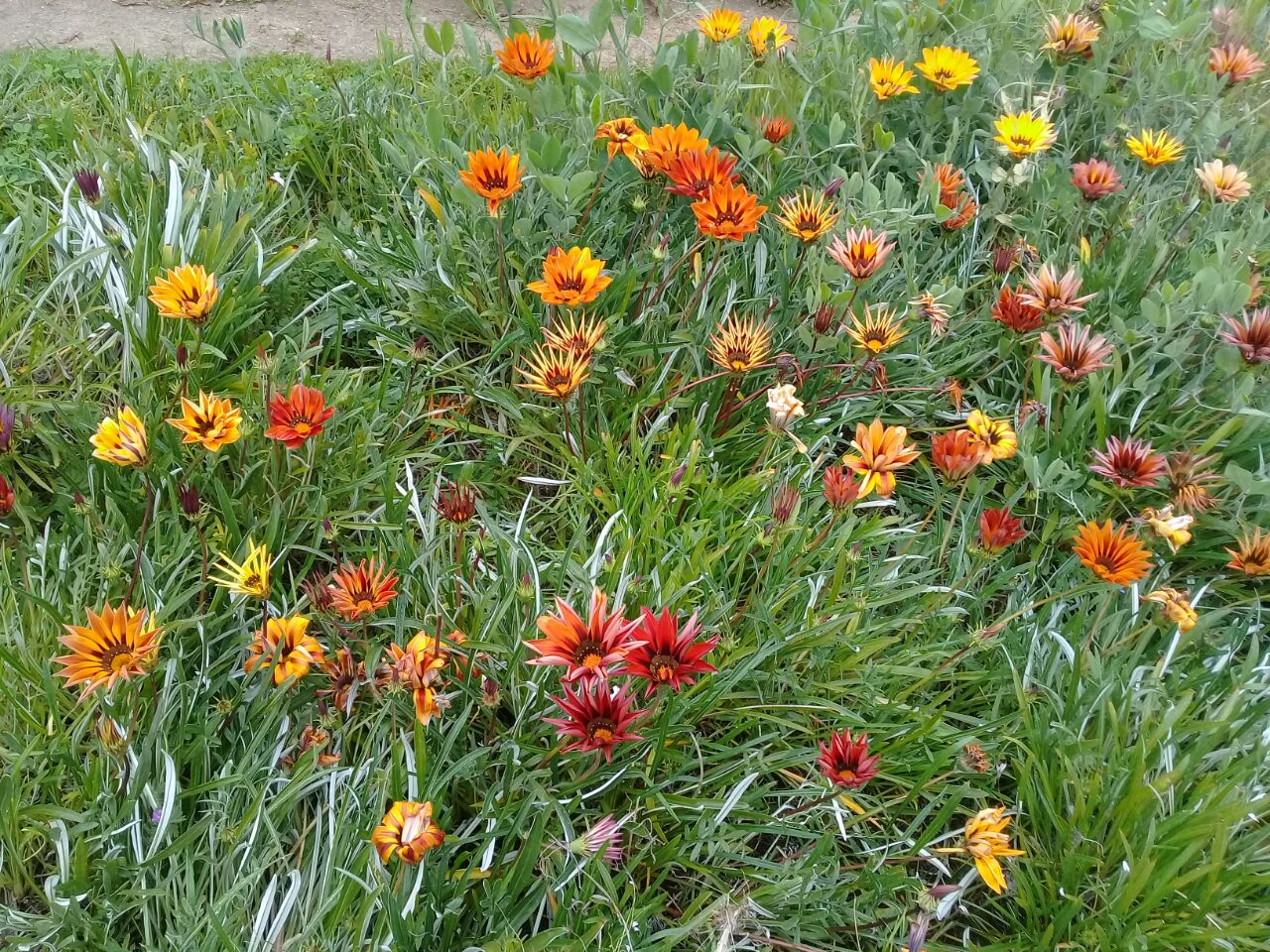 GAZANIAS - GAZANIAS SP.