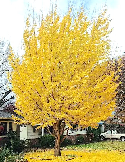 GINKGO BILOBA -  GINKGO BILOBA 1.50 a 1,70