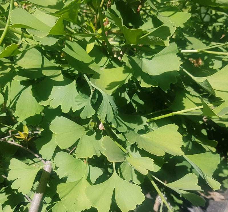 GINKGO BILOBA -  GINKGO BILOBA 1.50 a 1,70
