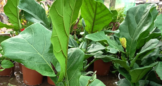 GOMERO PERA - FICUS LYRATA 0,80 A 1M