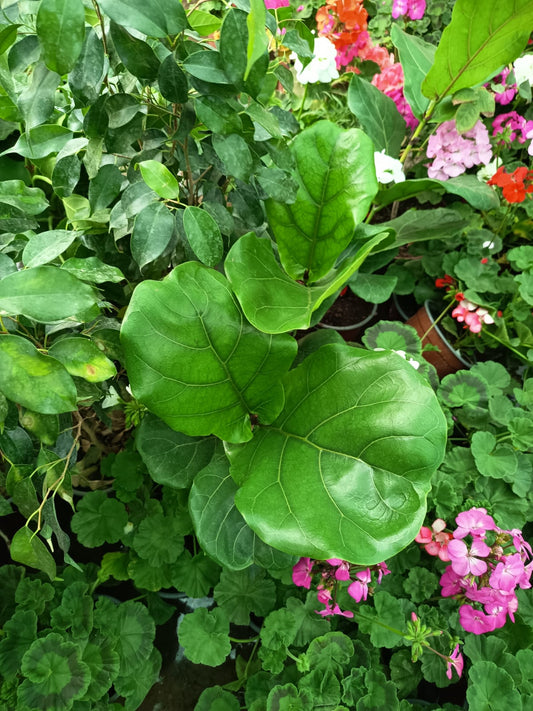 GOMERO PERA - FICUS LYRATA 0,30M