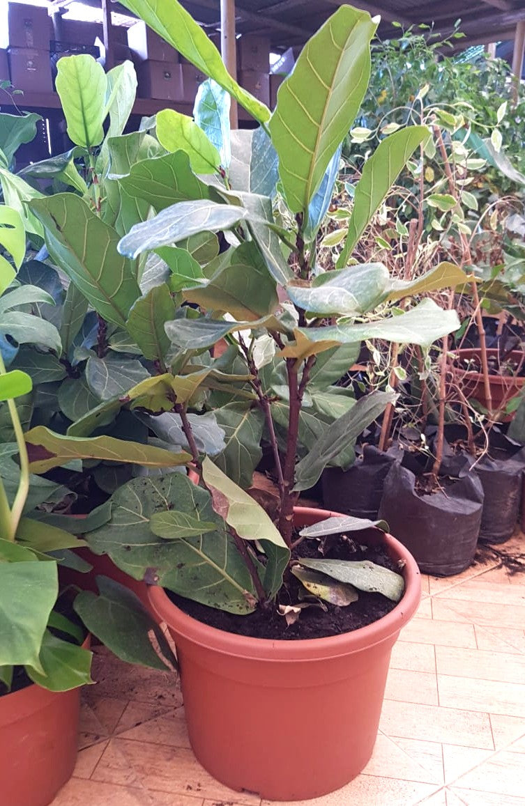 GOMERO PERA - FICUS LYRATA 0,80 A 1M