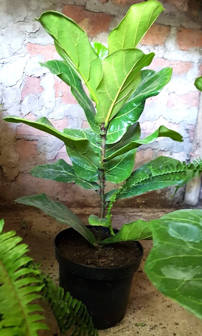 GOMERO PERA - FICUS LYRATA 0,30M