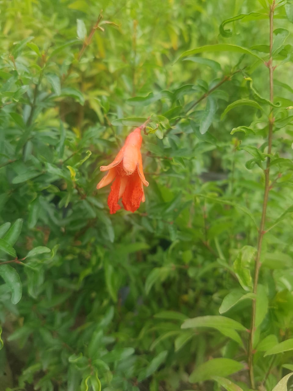 GRANADO DE FLOR ENANO - PUNICA GRANTUM VAR. NANA 80 A 1,00 M