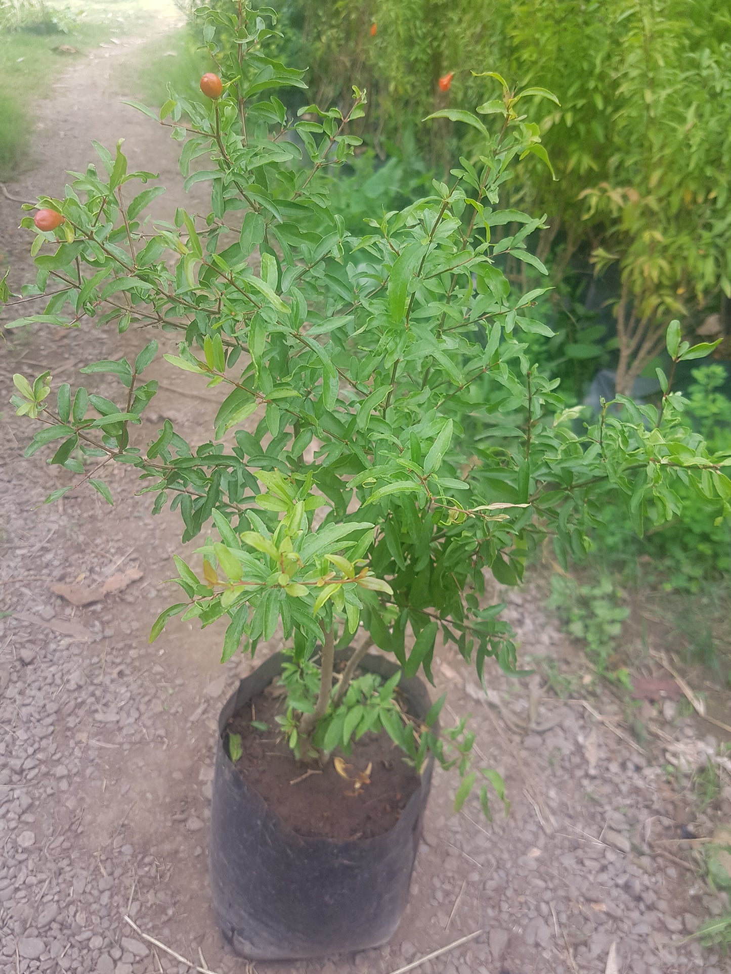 GRANADO DE FLOR ENANO - PUNICA GRANTUM VAR. NANA 80 A 1,00 M