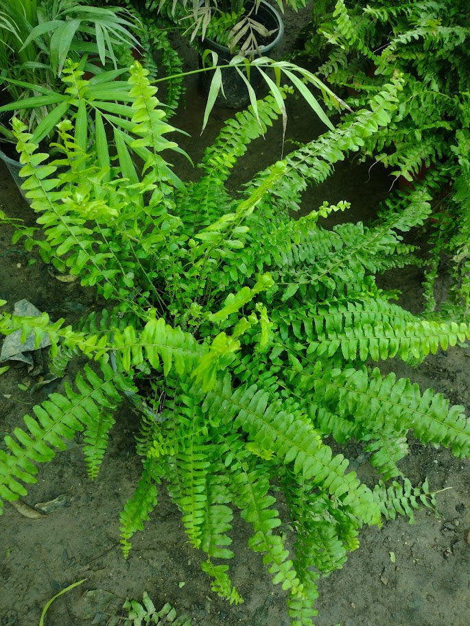HELECHO HASTATUM - BLECHNUM HASTATUM
