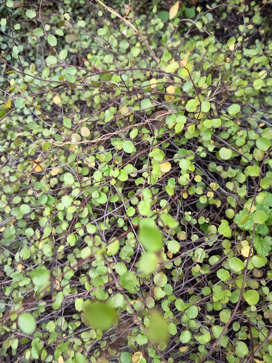 HELECHO LENTEJA - MUEHLENBECKIA COMPLEXA