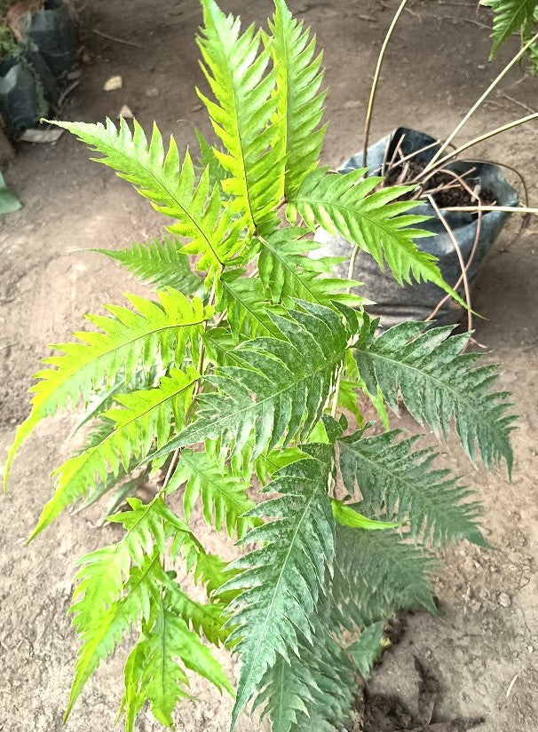 HELECHO WOODWARDIA