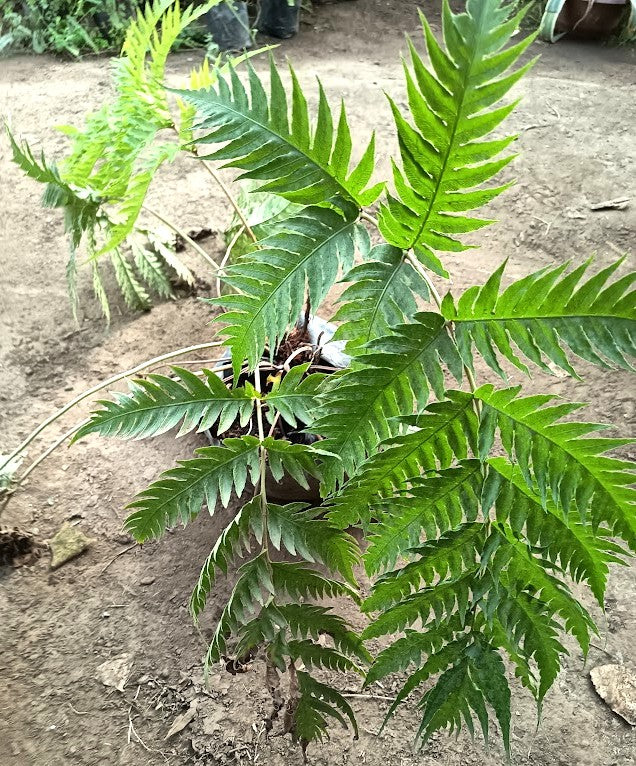HELECHO WOODWARDIA