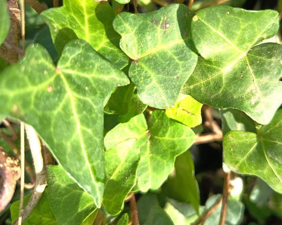 HIEDRA - HEDERA HELIX HIBRIDA