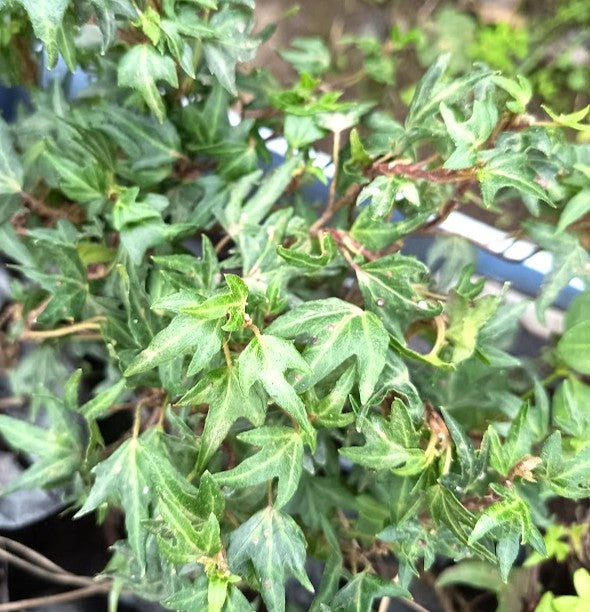 HIEDRA - PATA DE GALLO ENANA - HEDERA HELIX VAR. PEDATA ENANA