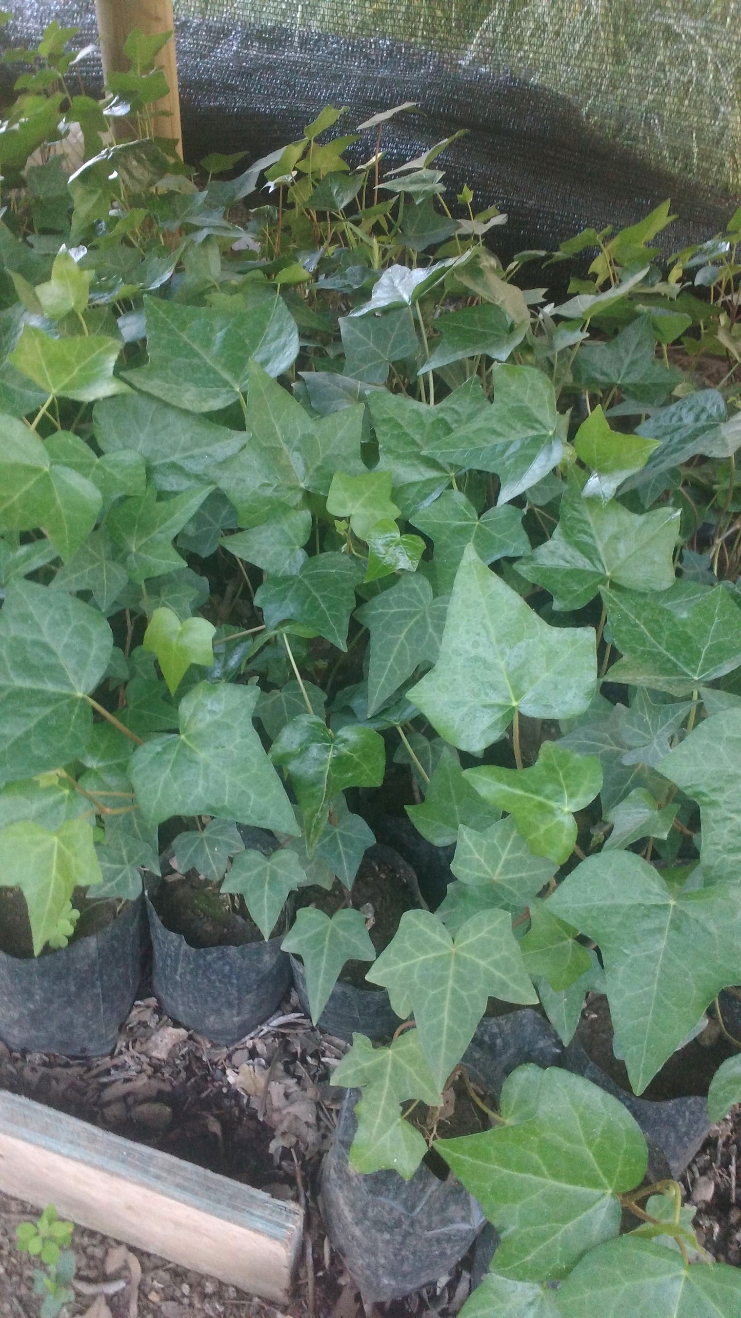 HIEDRA - HEDERA HELIX HIBRIDA