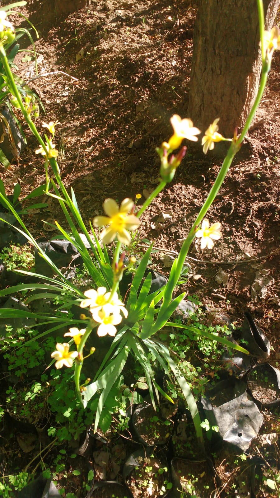 HUILMO-LIRIO CHILENO- SISYRINCHIUM STRIATUM