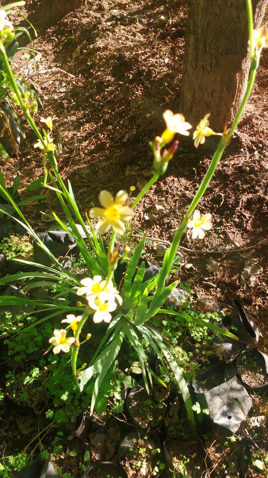 HUILMO-LIRIO CHILENO- SISYRINCHIUM STRIATUM