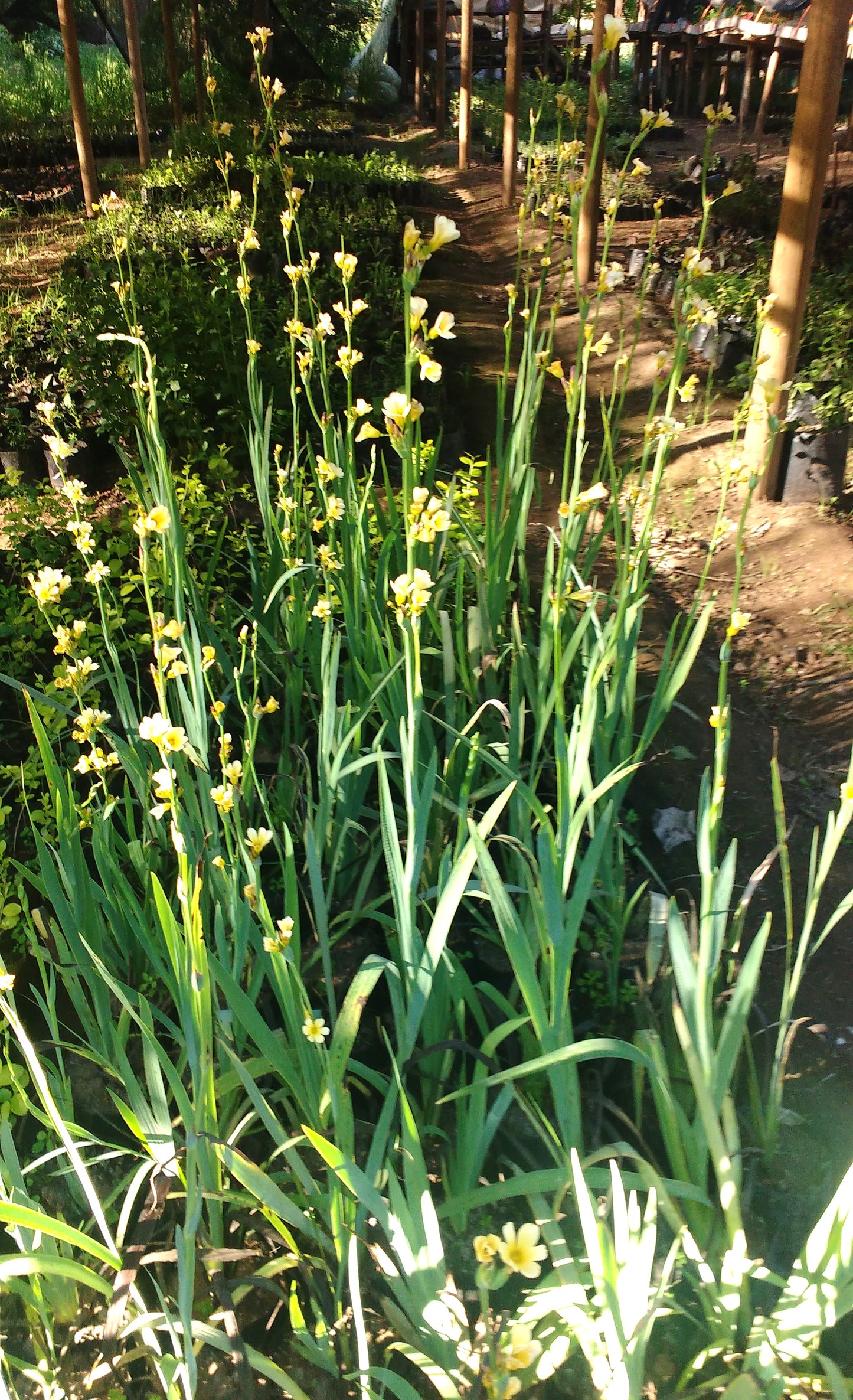 HUILMO-LIRIO CHILENO- SISYRINCHIUM STRIATUM