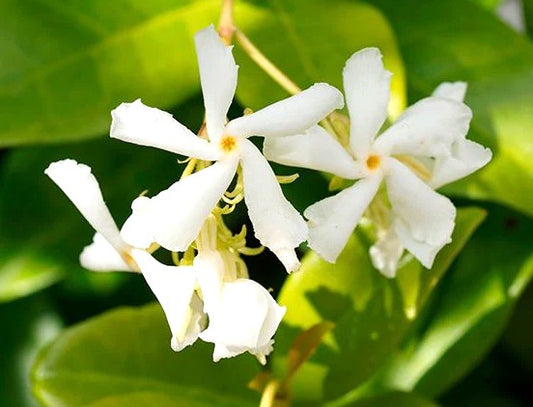 JAZMIN HELICE - TRACHELOSPERMUM JAZMINOIDE
