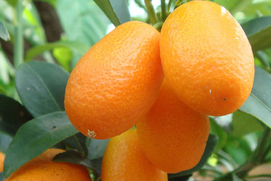 KUMQUAT 1,50