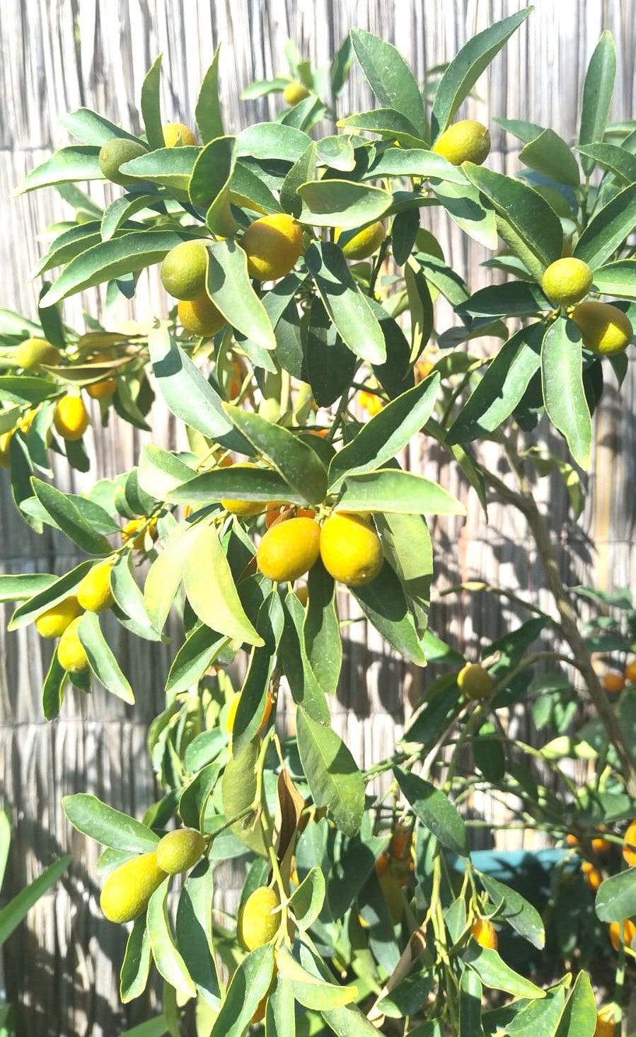 KUMQUAT 1,20