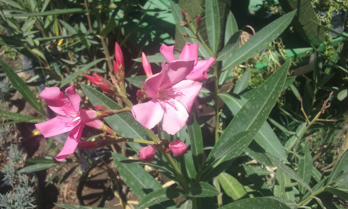 LAUREL DE FLOR - NERIUM OLEANDER  0,70 A 1,00 M