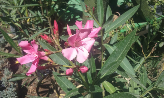 LAUREL DE FLOR - NERIUM OLEANDER  0,70 A 1,00 M