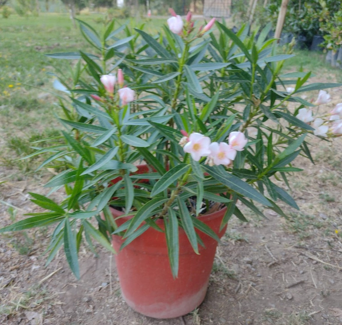LAUREL DE FLOR ENANO - NERIUM OLEANDER VAR. NANA  0,20 A 0,30