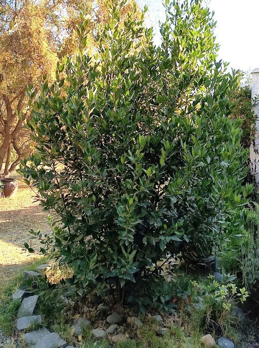 LAUREL DE COMER  -  LAURUS NOBILIS 1,20 A 1,50