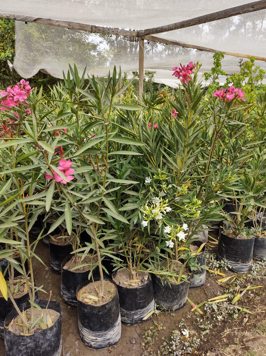 LAUREL DE FLOR - NERIUM OLEANDER  0,70 A 1,00 M
