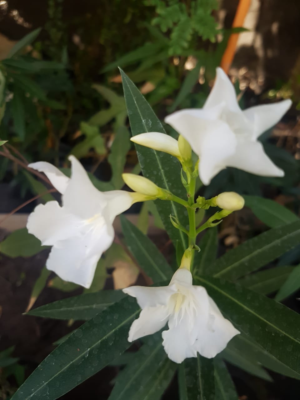 LAUREL DE FLOR - NERIUM OLEANDER  0,70 A 1,00 M