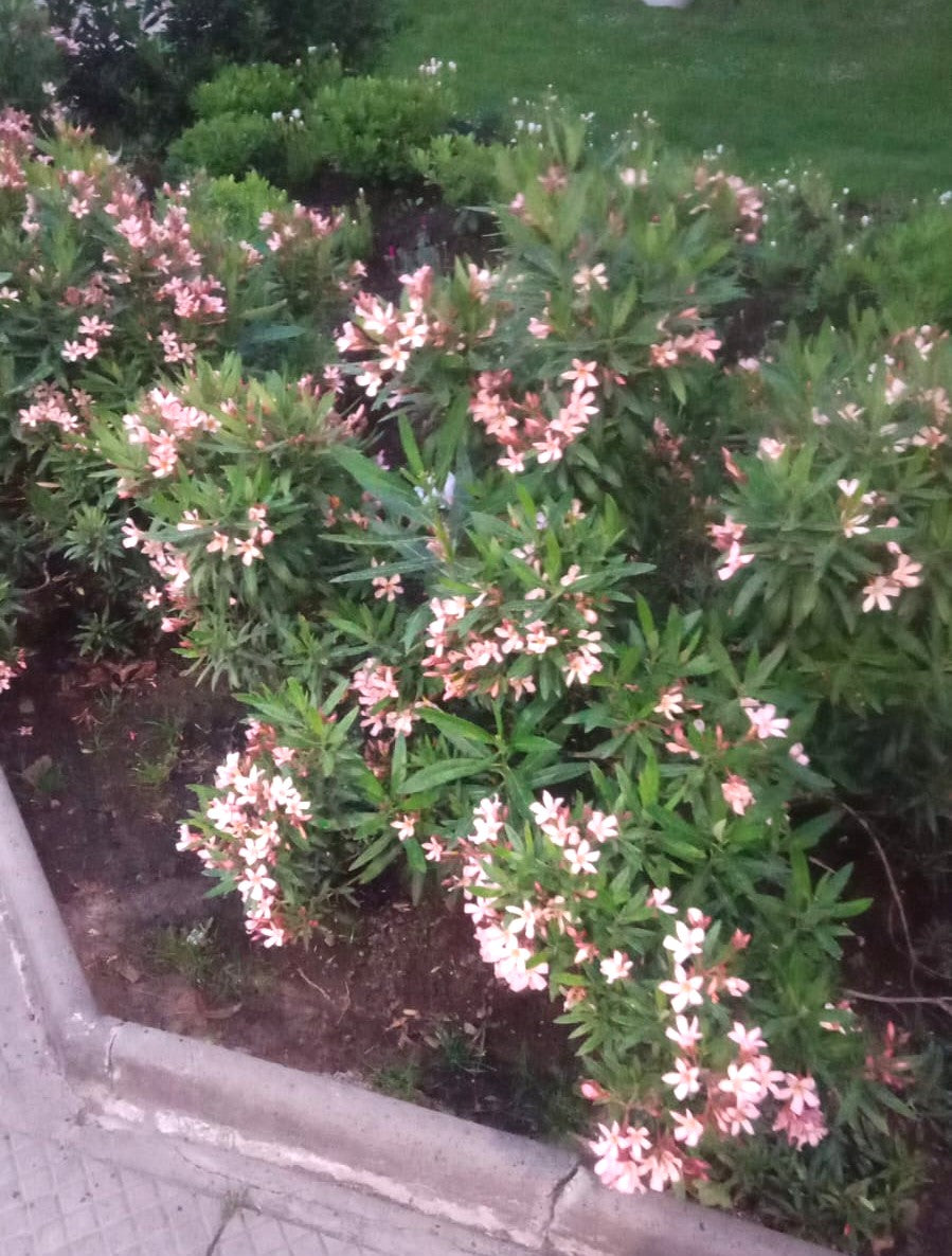 LAUREL DE FLOR ENANO - NERIUM OLEANDER VAR. NANA  0,20 A 0,30