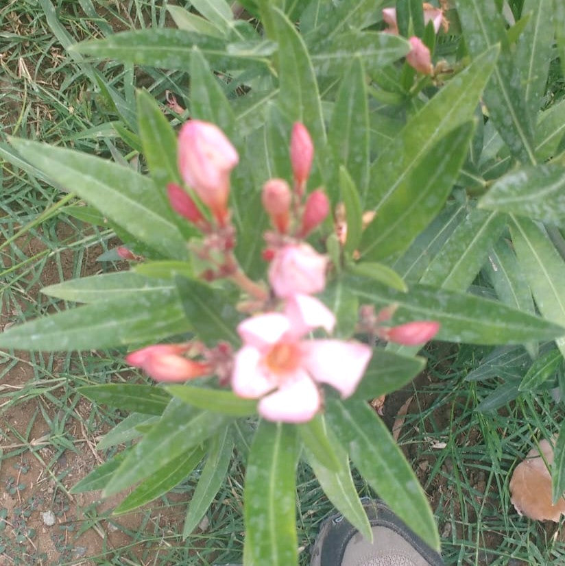 LAUREL DE FLOR ENANO - NERIUM OLEANDER VAR. NANA  0,20 A 0,30