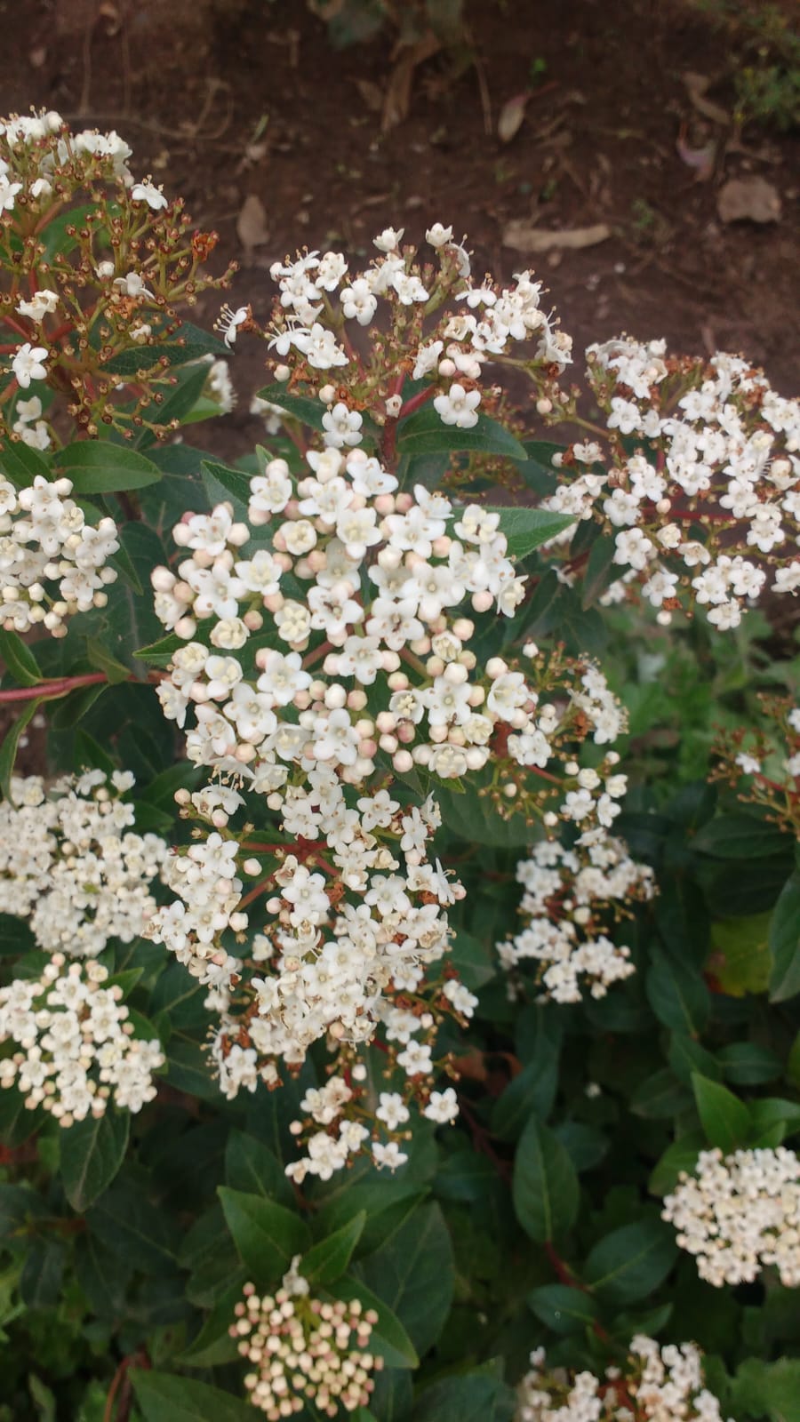 LAURENTINAS - VIBURNUM TINUS  100 A 1,40 M