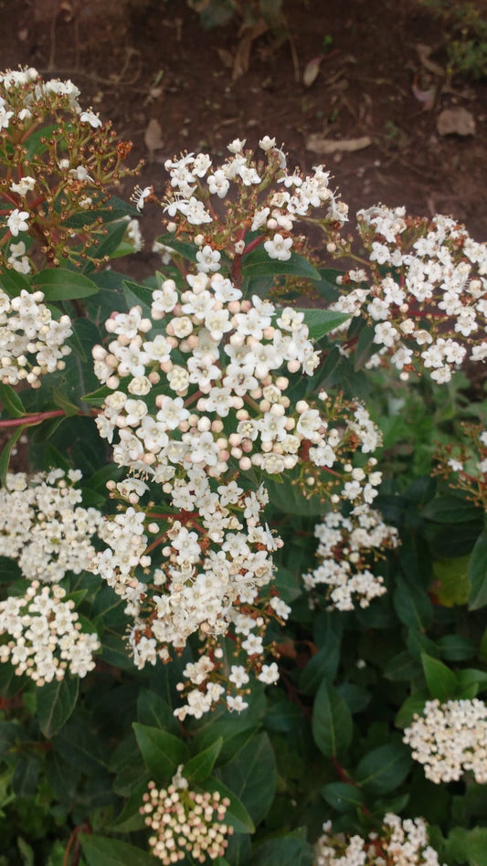 LAURENTINAS - VIBURNUM TINUS   60 A 70 CM