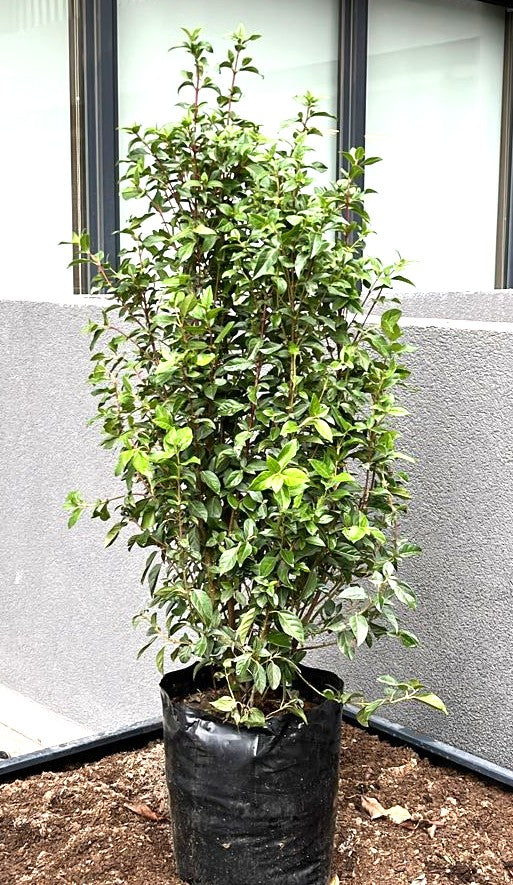 LAURENTINAS - VIBURNUM TINUS  100 A 1,40 M