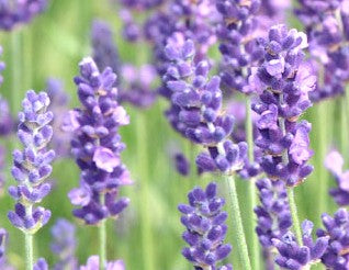 LAVANDA INGLESA - LAVANDULA ANGUSTIFOLIA 0,30 A 0,50