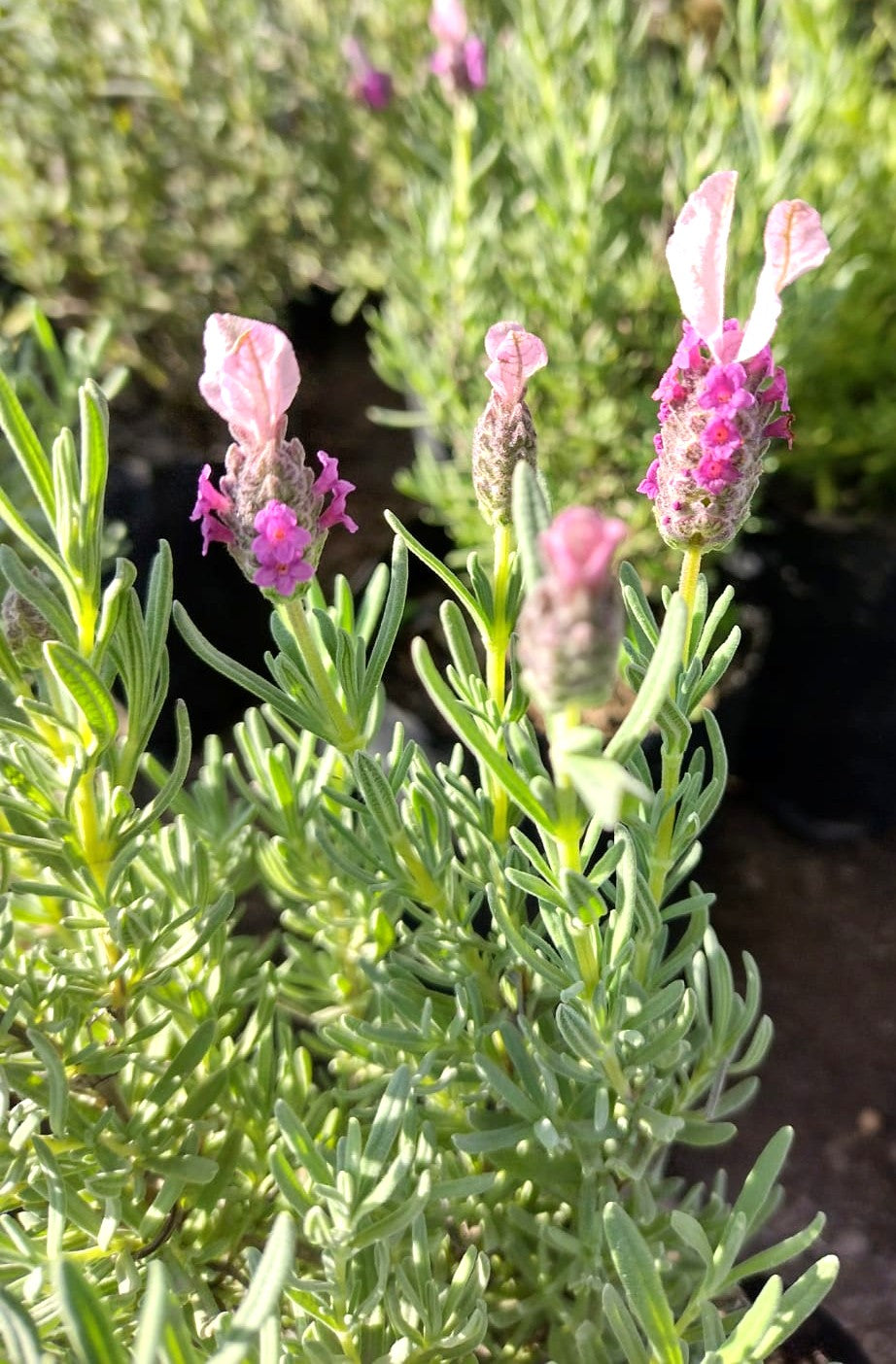 LAVANDA STOECHAS - LAVANDULA STOECHAS 0,20 A 0,30