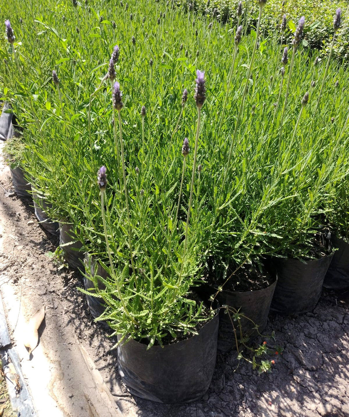 LAVANDA FRANCESA - LAVANDULA DENTATA 0,30 A 0,50
